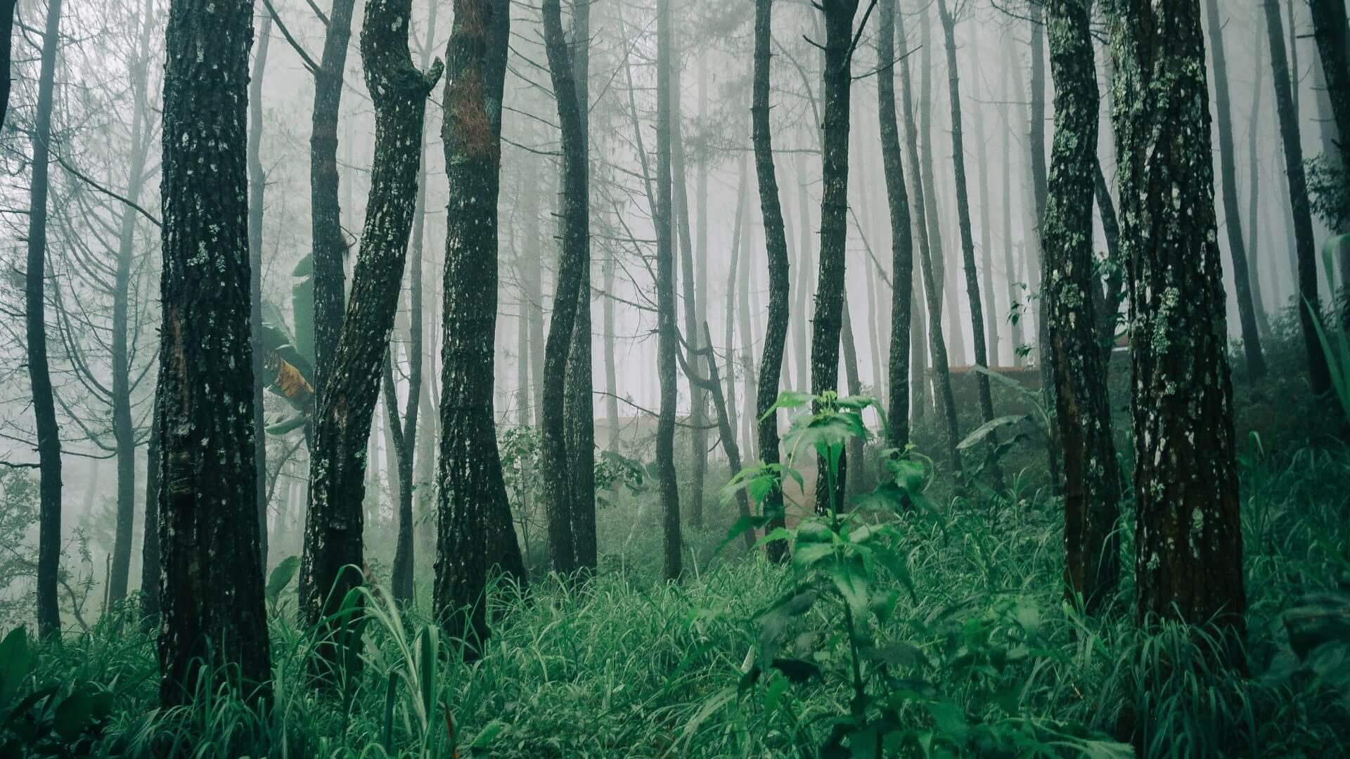 Dark misty woods with moss growing on trees